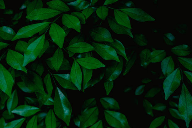 istock closeup nature view of green leaf texture, dark wallpaper concept 1220144056