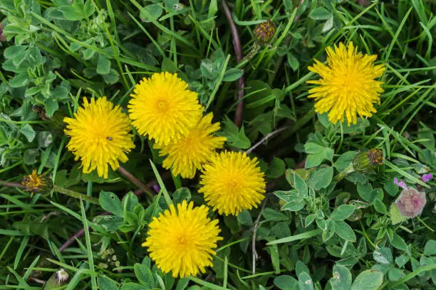 Closeup of yellow spring flowers on the ground