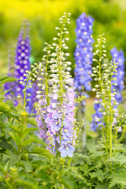 Blue knight's spur in the garden