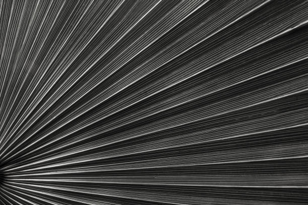 istock tropical palm leaf and shadow, abstract natural green background 1220144138