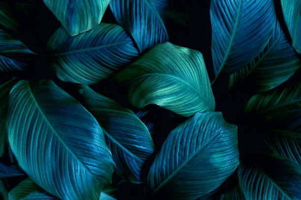 istock leaves of Spathiphyllum cannifolium background 1220144280