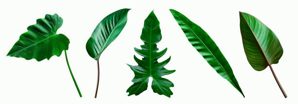 istock set of green tropical leaves on  white background for design elements 1220144312