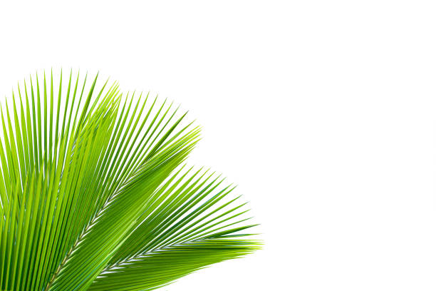 istock leaves of coconut isolated on white background for design elements 1220144313