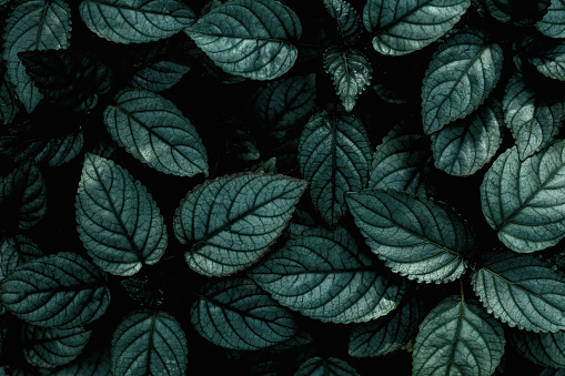 Closeup Nature View Of Green Leaf Texture Dark Wallpaper Concept Stock  Photo - Download Image Now - iStock