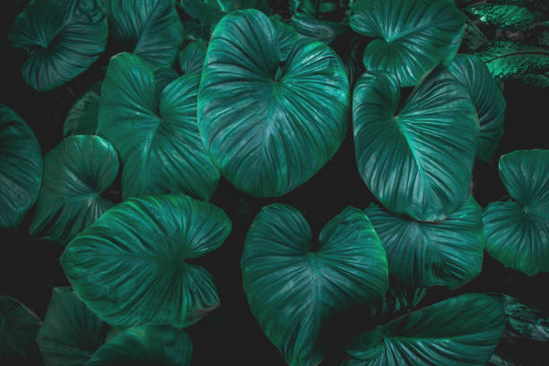 istock closeup nature view of green leaf texture, dark wallpaper concept 1220144510