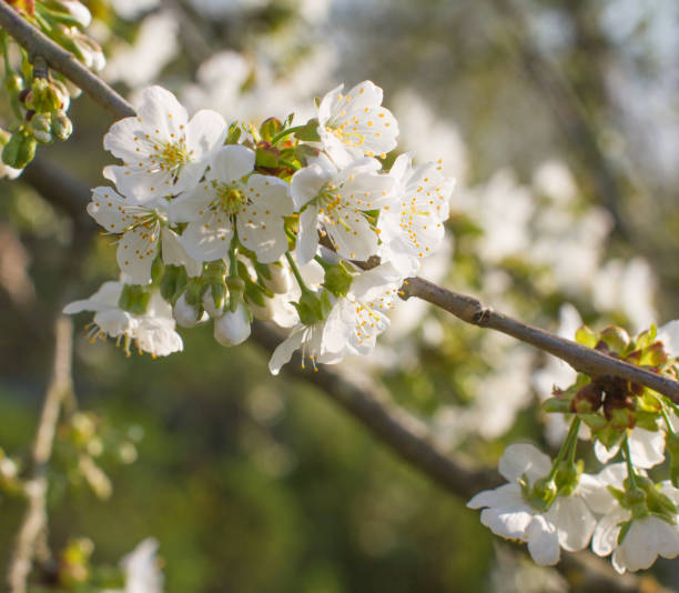 istock Cherry blossom branch blooming for natural floral softness, macro 1220145127