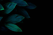 closeup nature view of green leaf texture, dark wallpaper concept