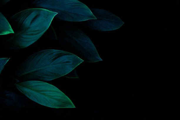 closeup nature view of green leaf texture, dark wallpaper concept stock photo