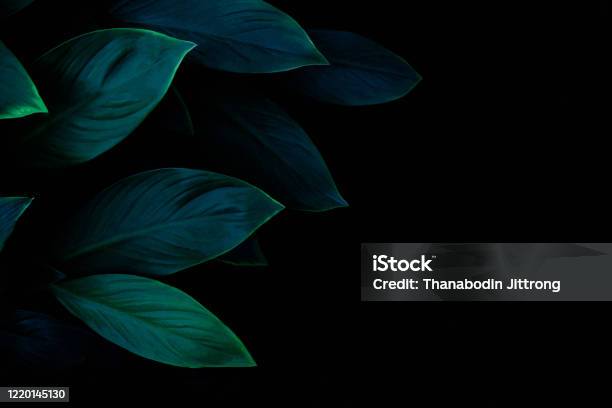Closeup Nature View Of Green Leaf Texture Dark Wallpaper Concept Stock Photo - Download Image Now