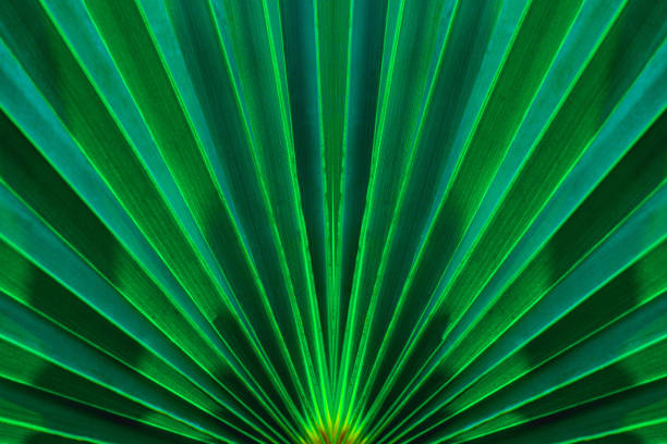 istock tropical palm leaf and shadow, abstract natural green background 1220145139