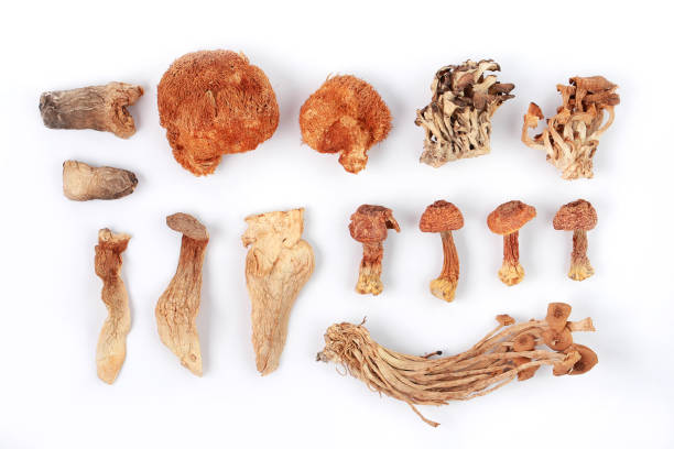 istock Dried Mushrooms On White Background 1220145373