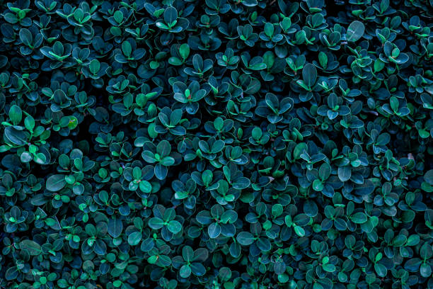 istock closeup nature view of green leaf texture, dark wallpaper concept 1220145384