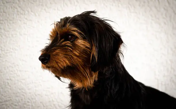 Photo of The Dorkie