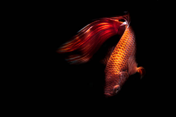 istock Red Siamese fighting fish isolated on black background 1220148041