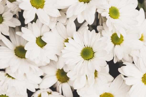 istock White flower background, nature concept background 1220148163