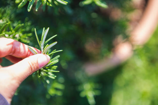 istock Rosemary picking, fresh herb garden 1220149049