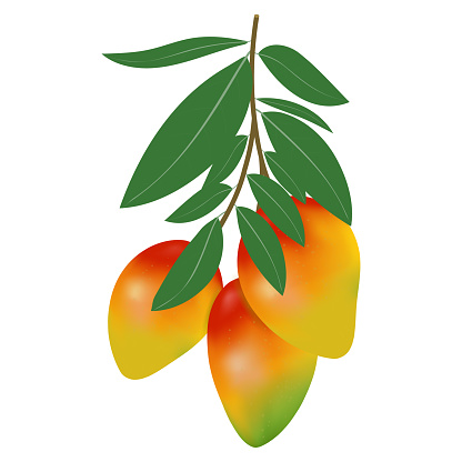 Vector illustration of mango on a white background. Several mangoes on a branch