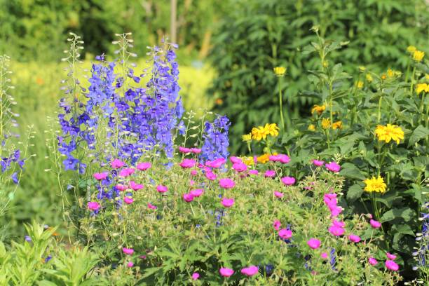 istock Beautiful flower garden 1220149161