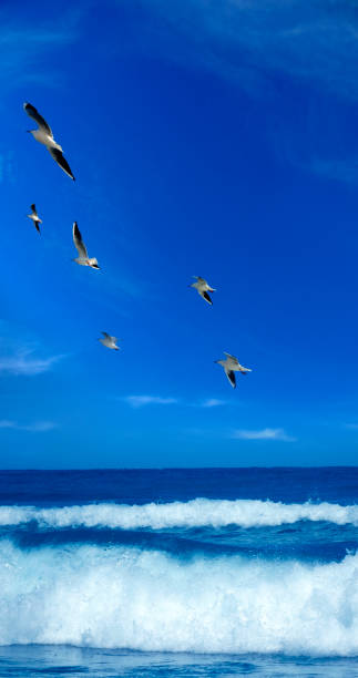 istock Seascape with flock of flying seagulls 1220150627