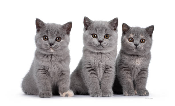 istock Group British Shorthair kittens on white background 1220150731