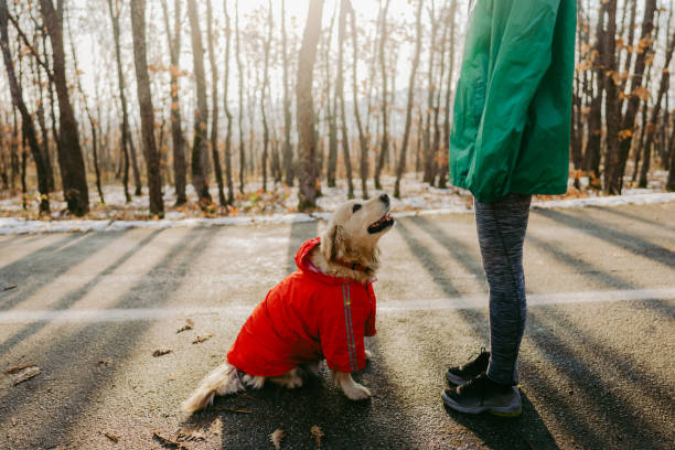 istock Active young woman and her dog ready for jogging 1220150801
