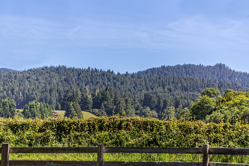 Beautiful rural landscape scene in Humboldt County CA with redwood forest, blue sky, split rail fence. No people. Copy space.