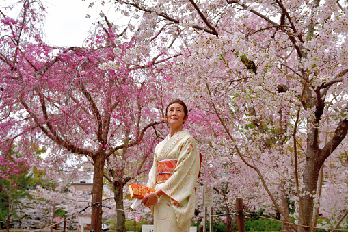 A Japanese woman in kimono is enjoying cherry blossom in full bloom in Maruyama Park, Kyoto. \nMaruyama Park is located at the foot of Eastern Mountains, just to the east of Gion district and next to Yasaka Shrine and Chion-in Temple. \nIt is public park, open to the public as well as to the traffic for 24 hours a day, free of charge.