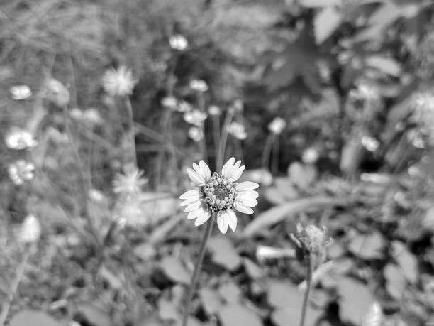 istock A beautiful grass flower Tridax procumbens in black and white 1220153212