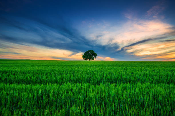 istock Tree in the field and dramatic clouds in the sky 1220153284