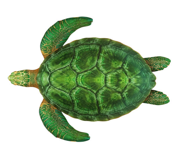 Sea Turtle Isolated Sea Turtle isolated on white background. 3D render green turtle stock pictures, royalty-free photos & images