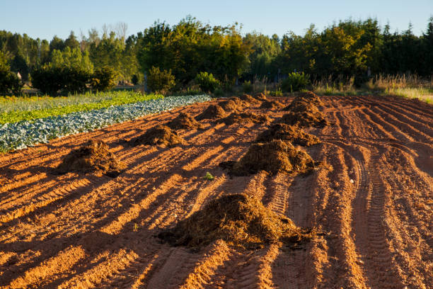 view of a cultivated field - 7583 imagens e fotografias de stock