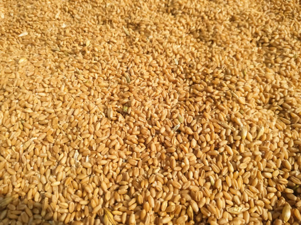 istock Dried wheat seeds arranged as background. Nepal 1220156208