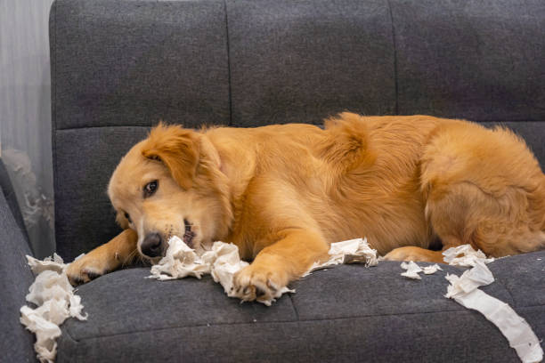 istock Naughty golden retriever dog bite tissue on sofa 1220156659