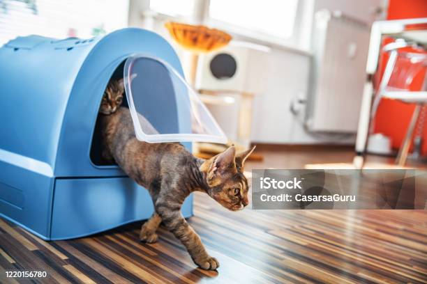 Domestic Cat Stepping Out Of Closed Litter Box In Living Room Stock Photo Stock Photo - Download Image Now