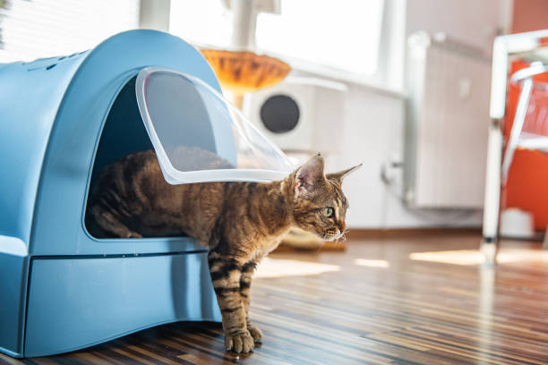 domestic cat using portable litter box - stock photo - litter imagens e fotografias de stock
