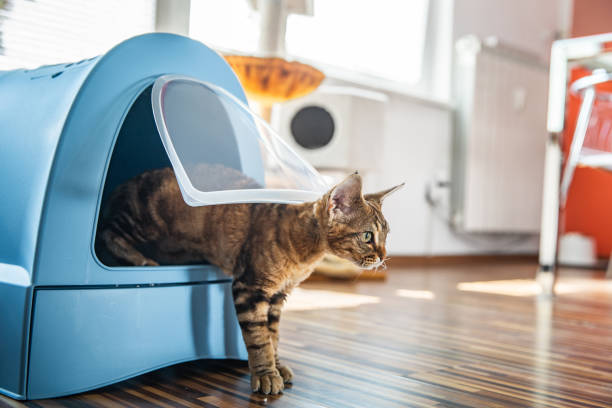 gato doméstico usando caixa de lixo portátil - stock photo - litter - fotografias e filmes do acervo