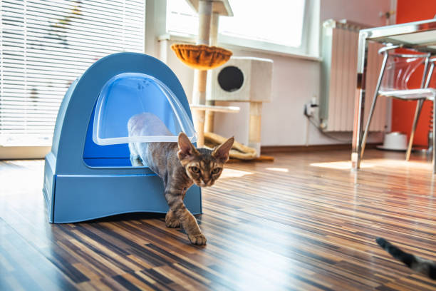 istock Devon Rex Cat Using Closed Litter Box in Domestic Room in Apartment - Stock Photo 1220156791