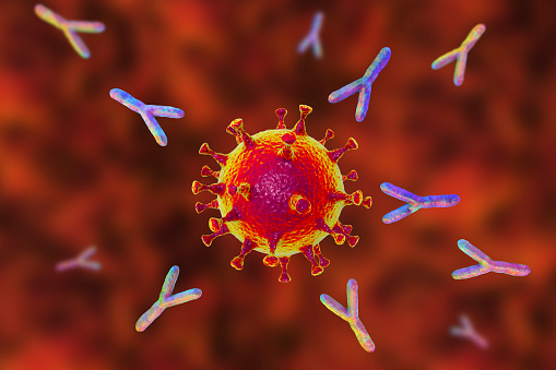Anticuerpos que atacan el virus SARS-CoV-2 photo