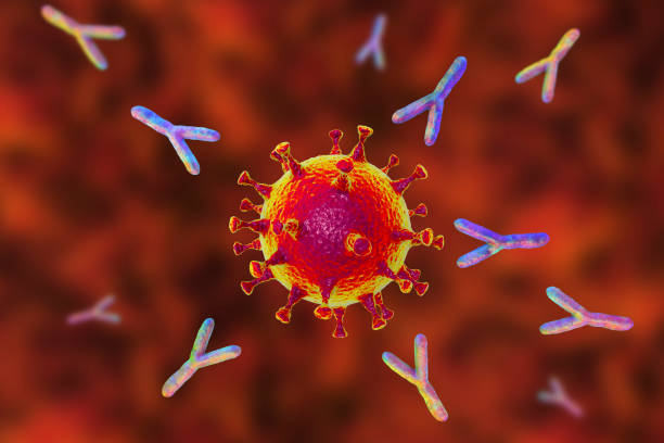 sars-cov-2 바이러스를 공격하는 항체 - antibody 뉴스 사진 이미지