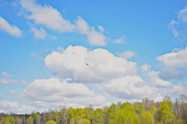 Natural landscape with white clouds on a blue sky and a soaring stork./Природный пейзаж с  белыми облаками на синем небе и парящем аистом.