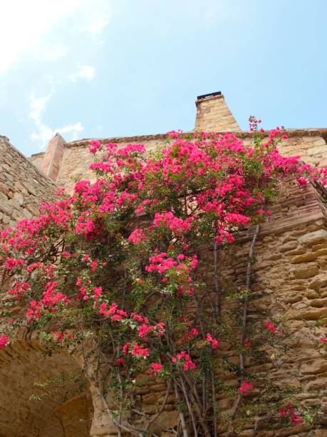 istock Pink flowers on stone house 1220158773