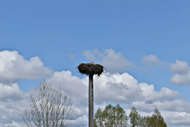 A stork sits on a pillar in a suite nest./В гнезде свитом на столбе сидит аист.