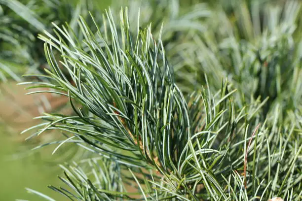 Photo of Girl Pine - Pinus parviflora