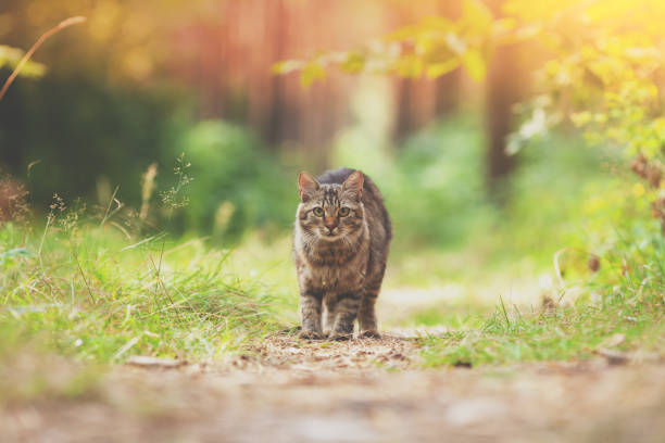 istock Siberian cat walking in the forest in summer 1220160601