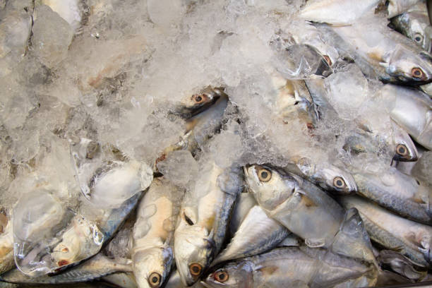 Mackerel with ice at fresh seafood market, top view