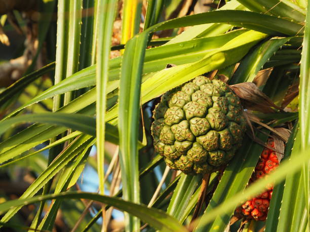 istock Fresh seashore screw pine by the beach 1220160876