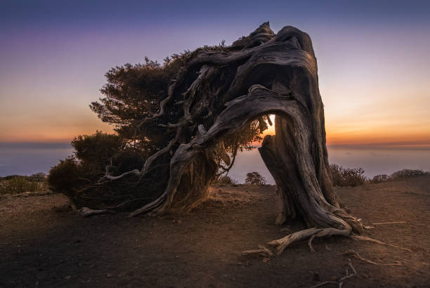 Juniper tree twisted by the wind in El Hierro, Canary Island An old Juniper tree twisted by the constant winds presents in the top of this mountain in a place called "El Sabinar". In the Sabinar we can found a lot of trees with bizarre shapes that they adquire to resist this hard conditions. This place is in the canary island of El Hierro. juniperus chinensis stock pictures, royalty-free photos & images