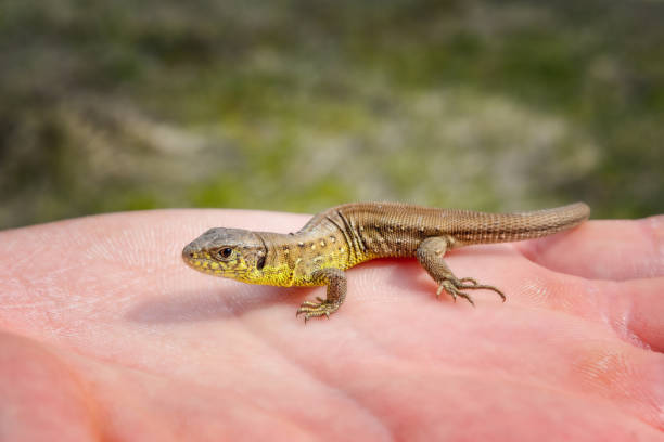 istock Close up of a small lizard sitting on a human hand 1220161987
