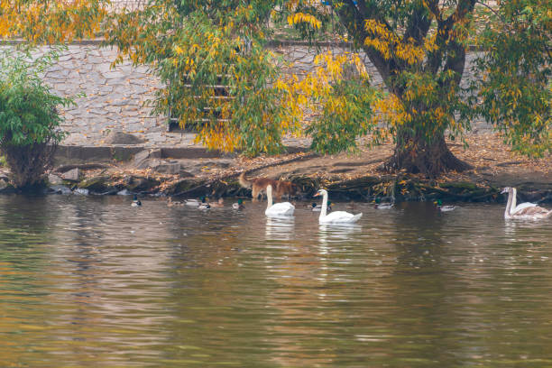 istock Group of swans on Vltava River in Prague 1220162255