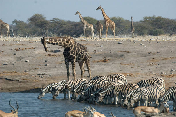 istock Etosha National Park waterhole 1220162354